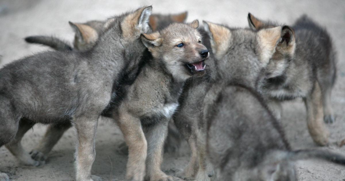 Raising sales wolf pups